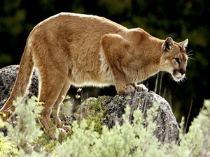 mountain-lion_637_600x450