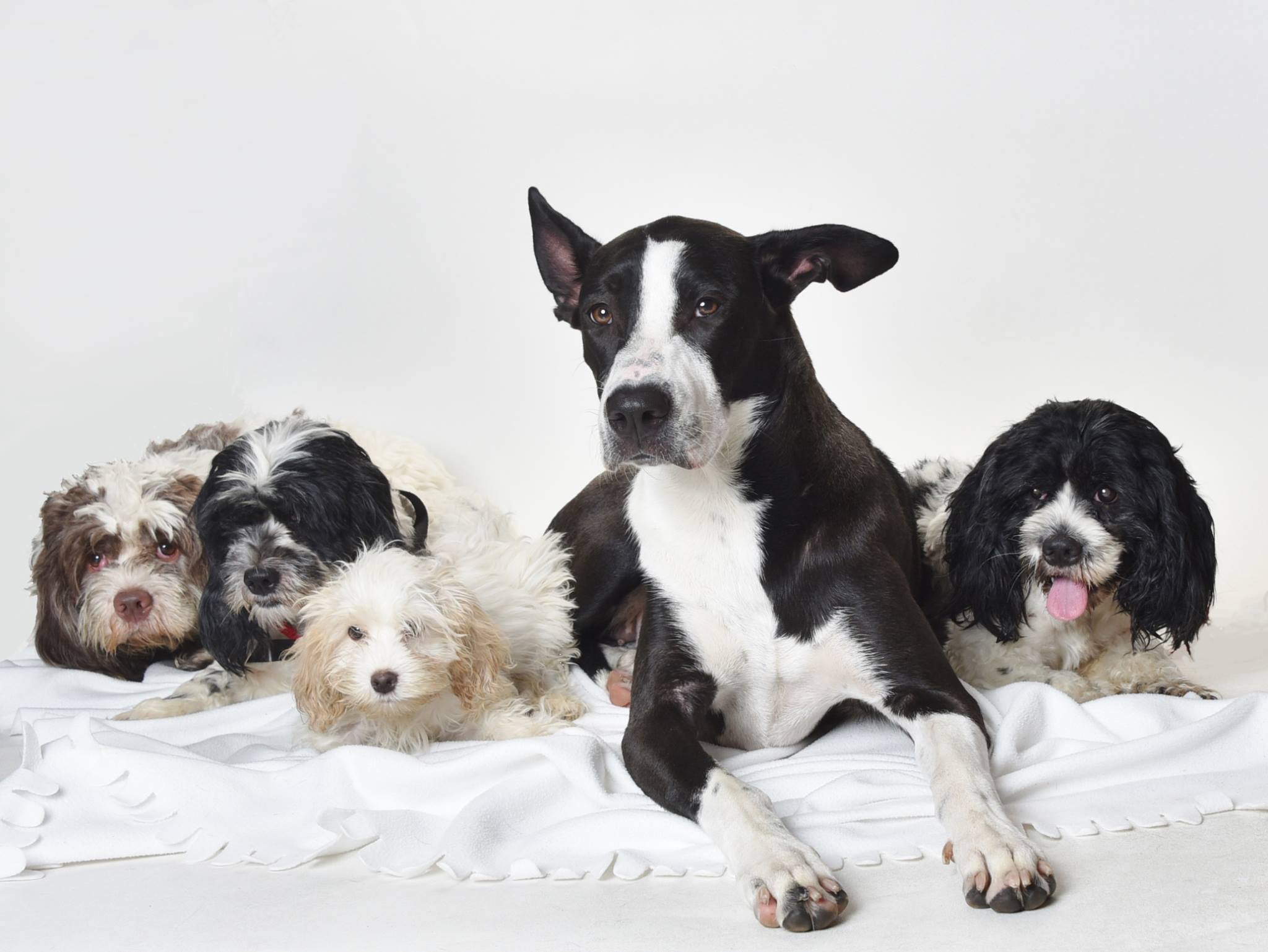 Before_You_Adopt_Picture