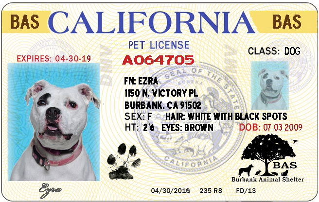 Replacement dog license tag discount